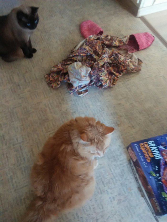 Коты- ждуны