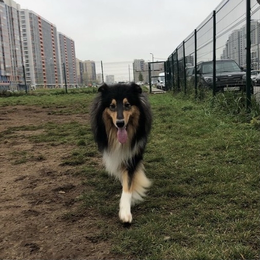 Collie Loki +1 - My, Collie, Maine Coon, Animals, Saint Petersburg, Longpost, Dog, cat, The photo