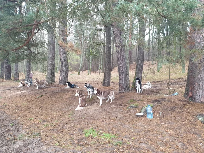 The harvest has sprung - My, Husky, Siberian Husky, Riding sports, Video, Dog