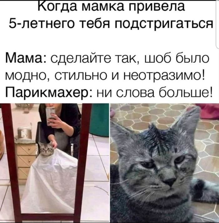 At the hairdresser - The hairdresser, Memes, cat