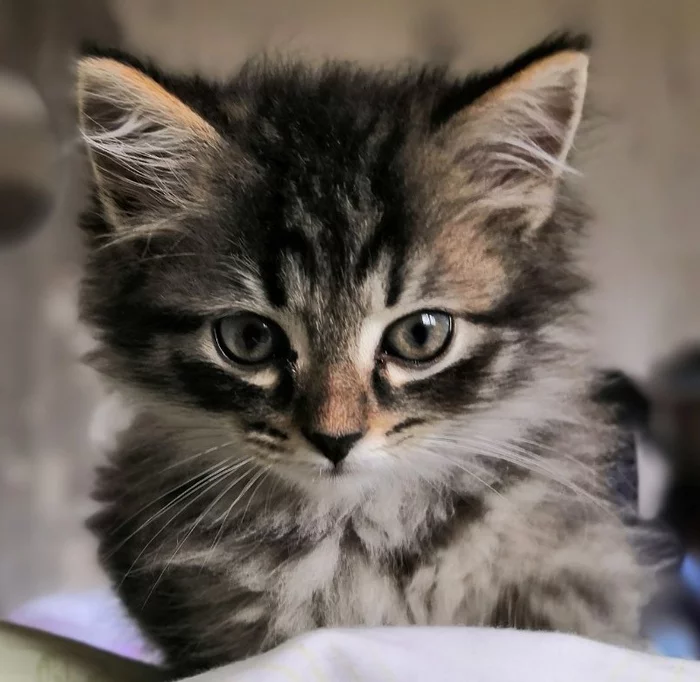 Meet Pushkin! - My, cat, Before, After, Pets, Longpost, It Was-It Was, Kittens, Fluffy