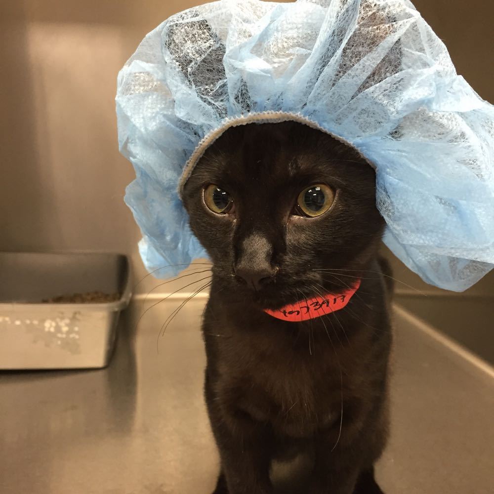 Before neutering our kitten Sam, the vet put a cap on him. - cat, Vet, Castration, Milota, Not mine