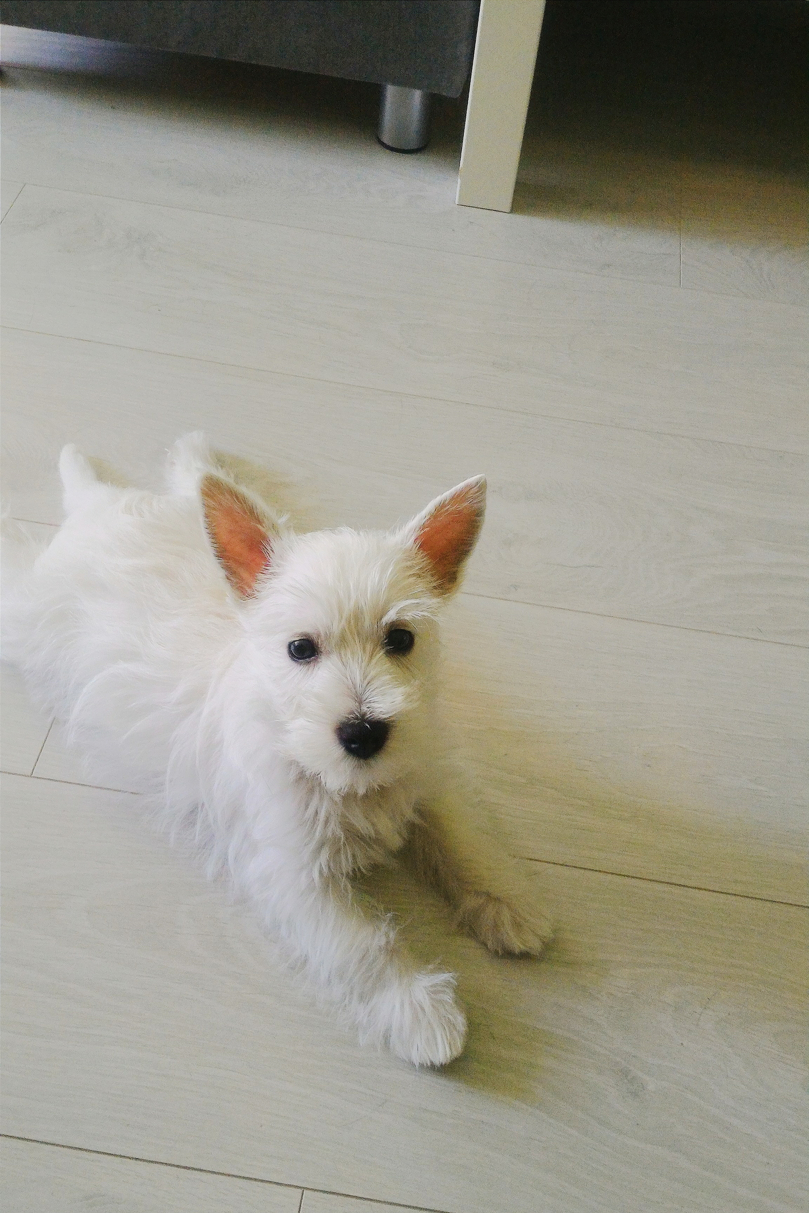 -Would you like me to join the community? - My, Dog, Dog days, West Highland White Terrier, , Puppies, , Love, Milota, Longpost