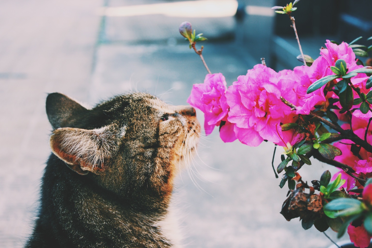 I am fond of photography, I was in Buenos Aires and managed to take such a touching picture. Looking for someone to share my joy with :) - My, cat, The photo, Milota, Flowers