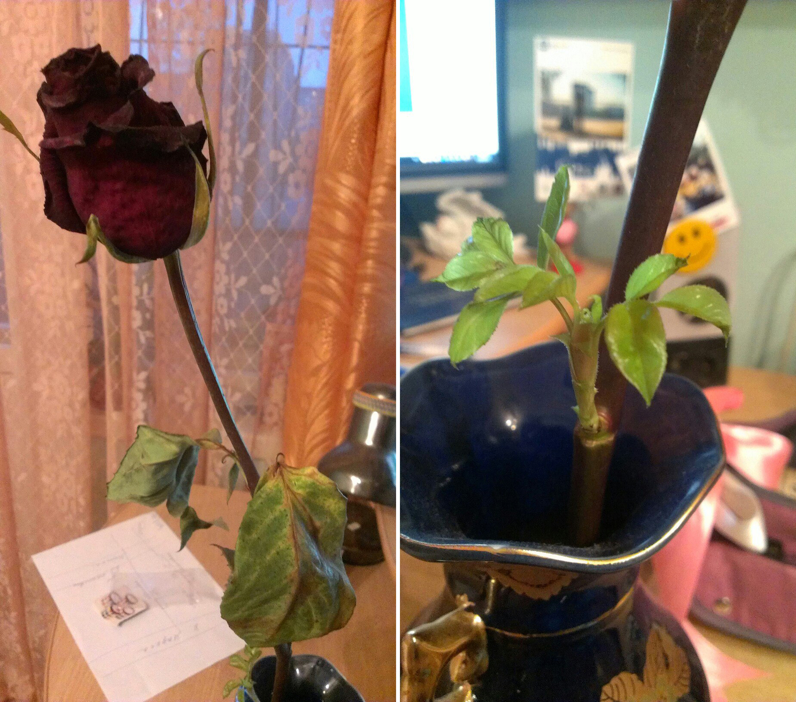 The rose withered, and new leaves grew :) - My, the Rose, Flowers, Leaves, Text