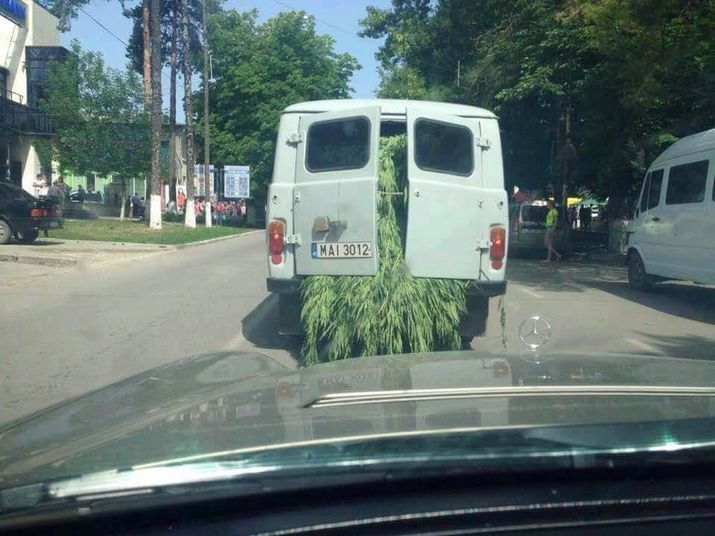 Positive loaf. - Hemp, Police car, Confiscation, Evening, Ministry of Internal Affairs