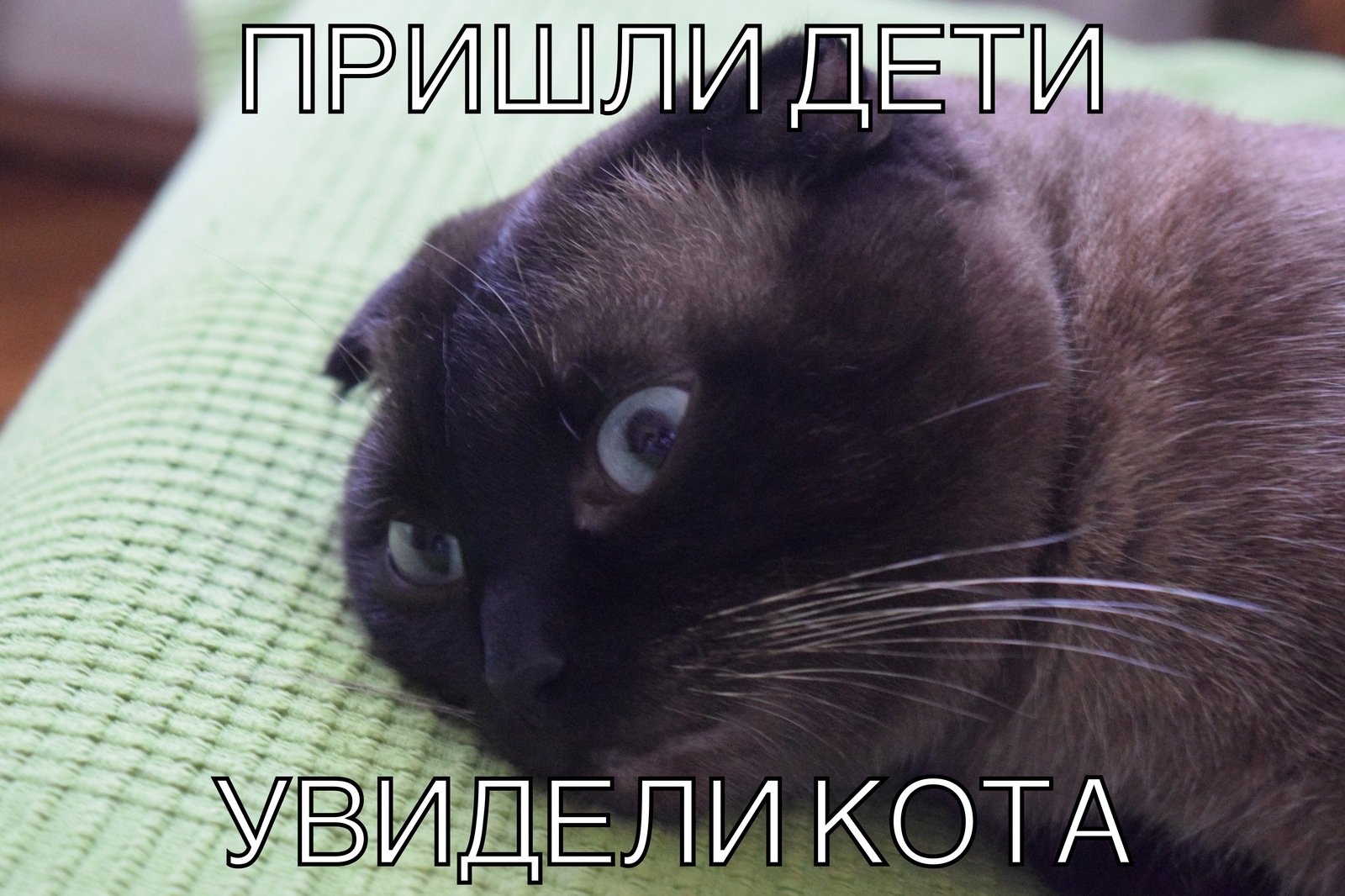 Emotional Cat - Моё, Funny Cats, Эмоции, Кот