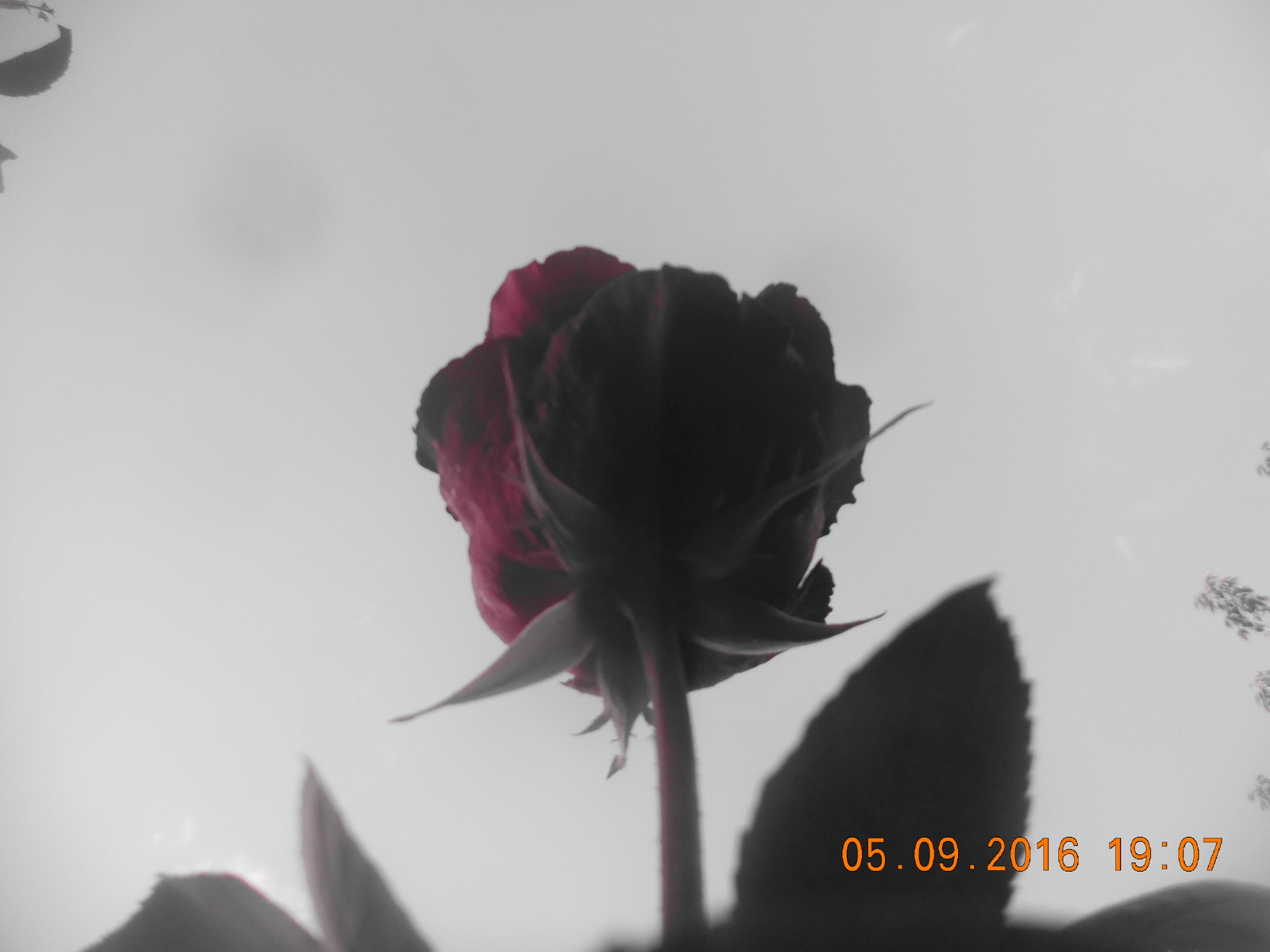 Rozopost - My, the Rose, Flowers, Photo, Experiment, Longpost