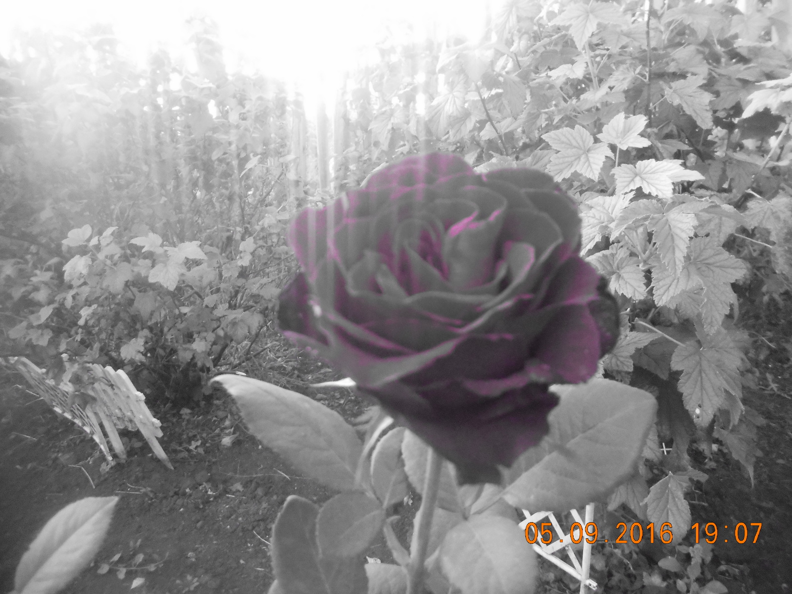 Rozopost - My, the Rose, Flowers, Photo, Experiment, Longpost