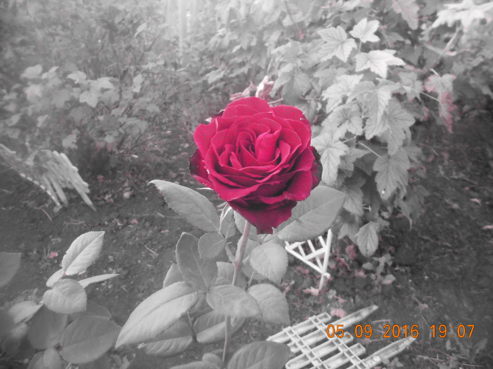 Rozopost - My, the Rose, Flowers, Photo, Experiment, Longpost