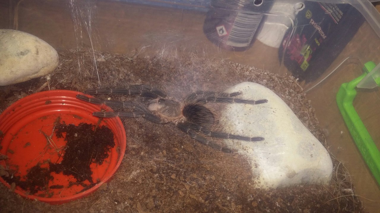 A story from the life of a spider - My, Spider, , Molting