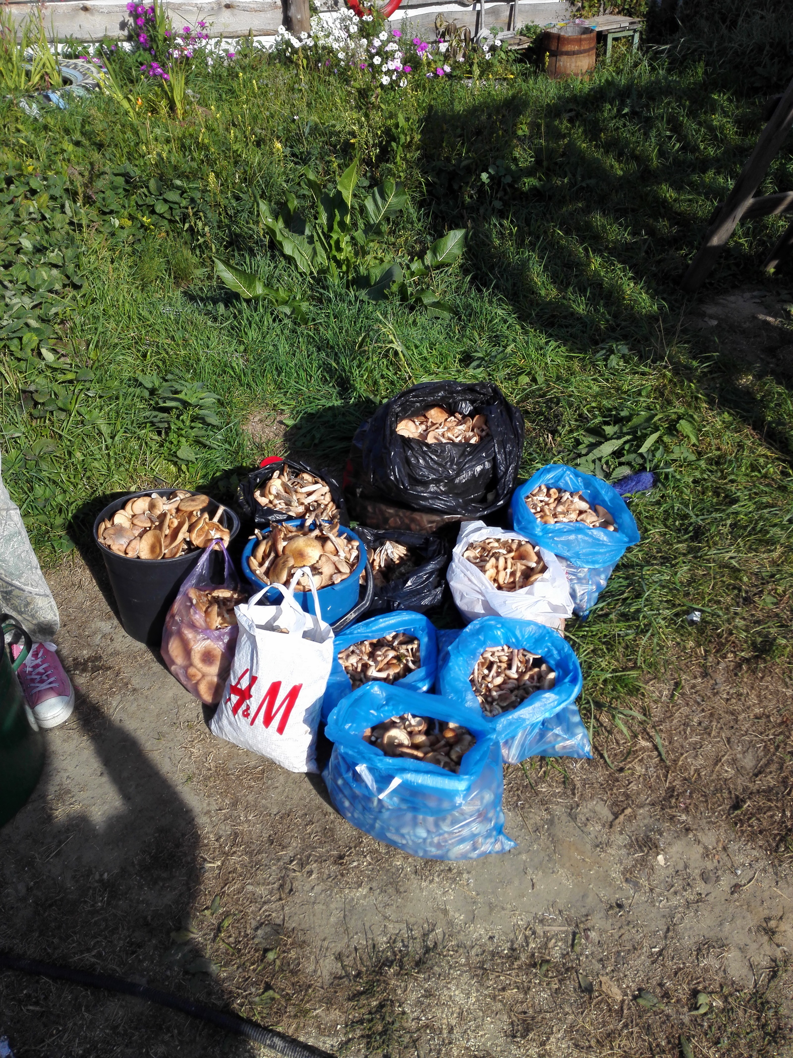 mushroom mushrooms - My, Mushrooms, Honey mushrooms, Autumn, Longpost