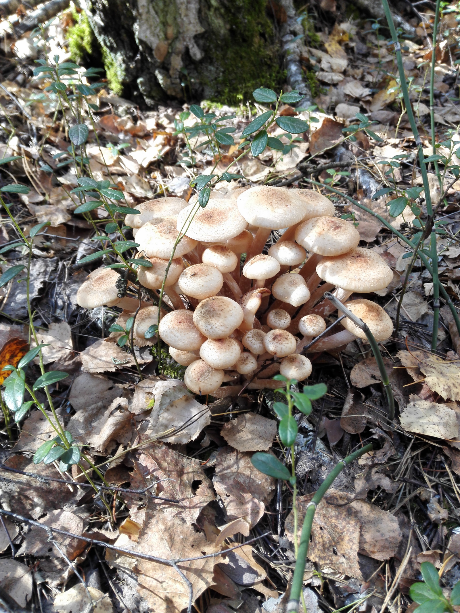 mushroom mushrooms - My, Mushrooms, Honey mushrooms, Autumn, Longpost