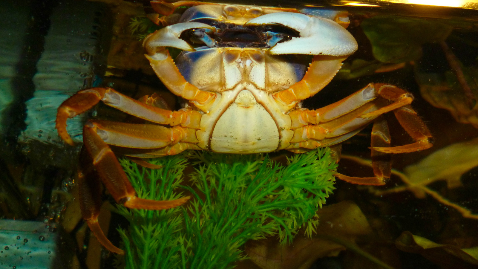 Fedor - water acrobatics. - My, Fedor, Fedora, Rainbow crabs, Crab, Aquarium, My