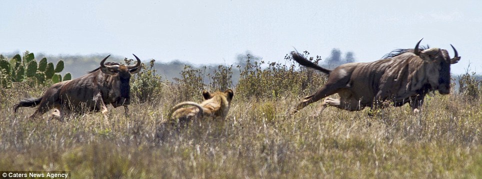 Epic battle - Africa, Animals, Wildebeest, a lion, Longpost