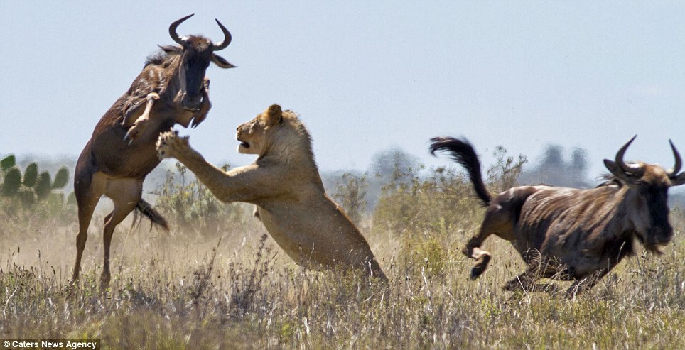 Epic battle - Africa, Animals, Wildebeest, a lion, Longpost