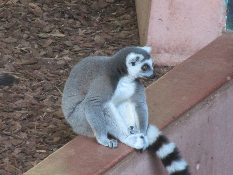 Zoo in Toronto - My, Canada, Toronto, Zoo, Longpost