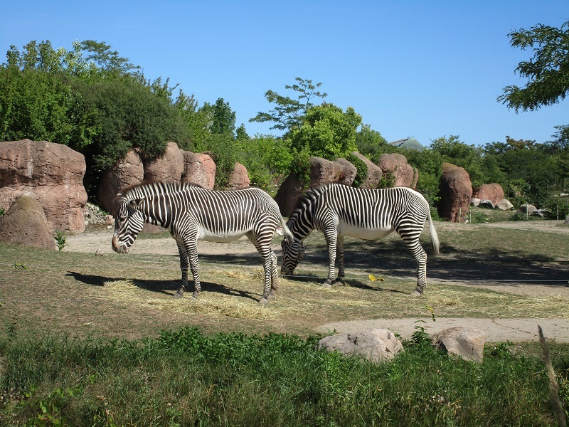 Zoo in Toronto - My, Canada, Toronto, Zoo, Longpost