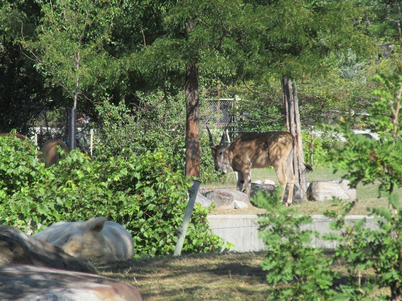 Zoo in Toronto - My, Canada, Toronto, Zoo, Longpost