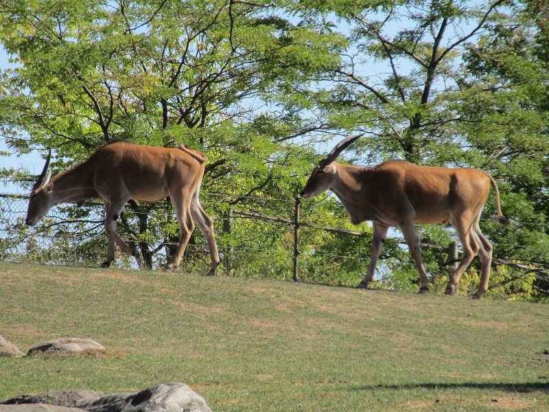 Zoo in Toronto - My, Canada, Toronto, Zoo, Longpost