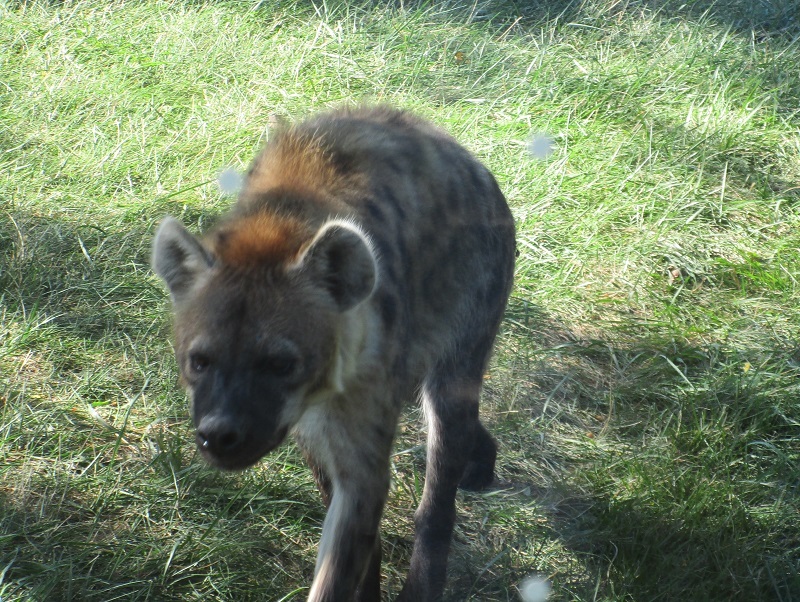 Zoo in Toronto - My, Canada, Toronto, Zoo, Longpost