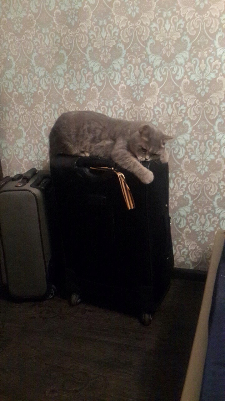 My wife and I were going on vacation, the cat smelled something was wrong with the purr ... - My, cat, Vacation, Longpost