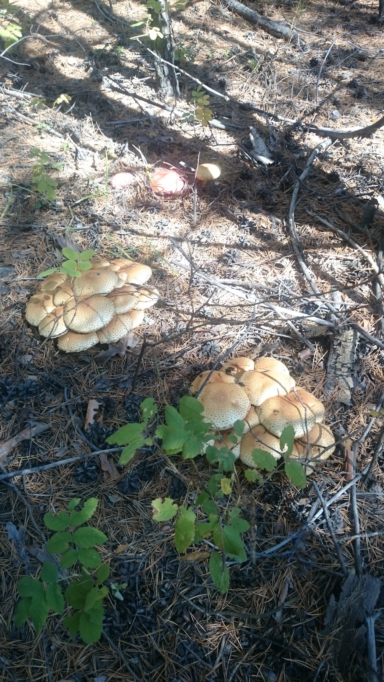 Help identify the mushroom - My, Help, Mushrooms, Mushroom pickers, Longpost