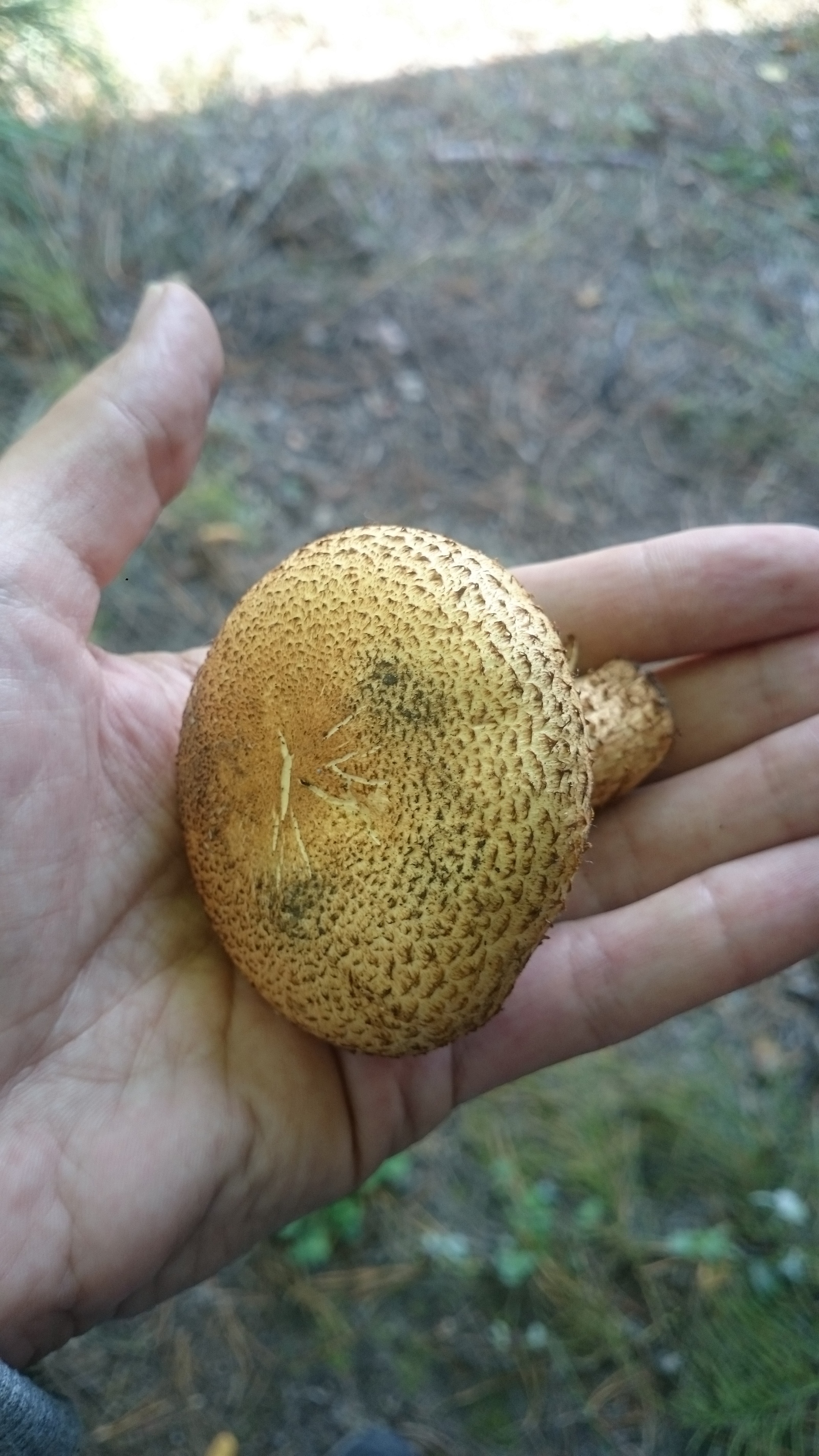 Help identify the mushroom - My, Help, Mushrooms, Mushroom pickers, Longpost