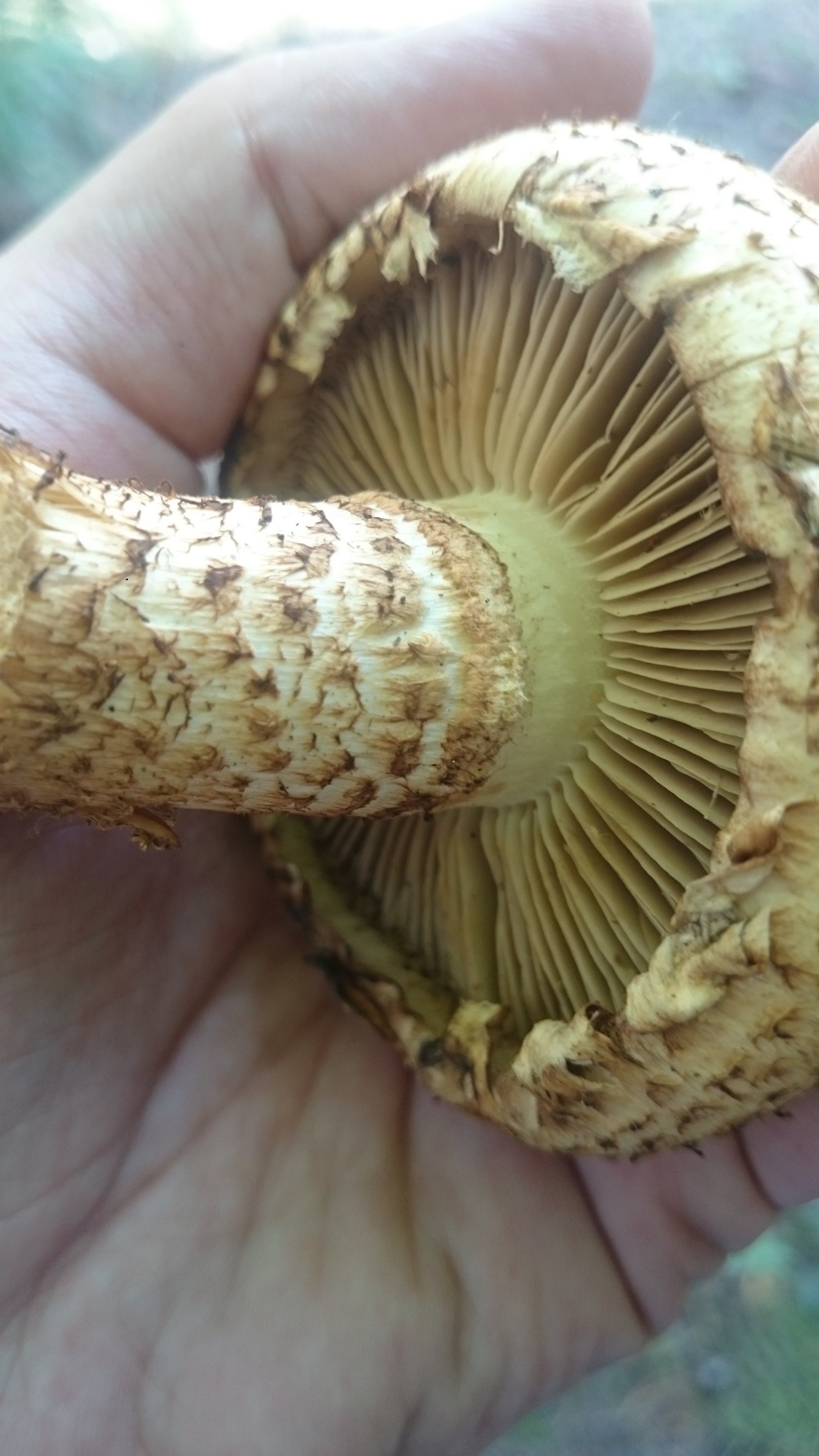 Help identify the mushroom - My, Help, Mushrooms, Mushroom pickers, Longpost