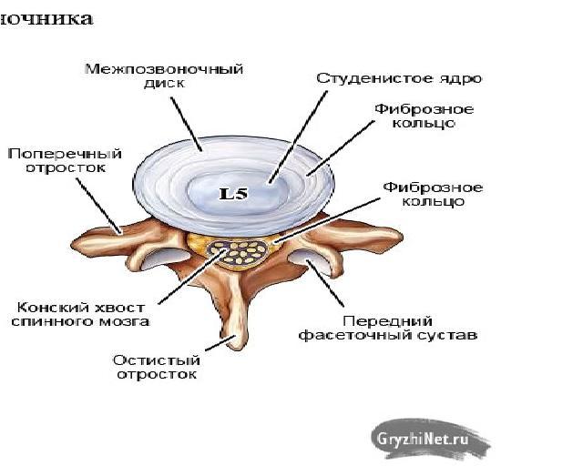 Spine health 2 - Musculoskeletal system, Spine, Longpost