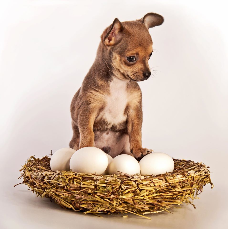 Nest - My, Nest, Eggs, Chihuahua