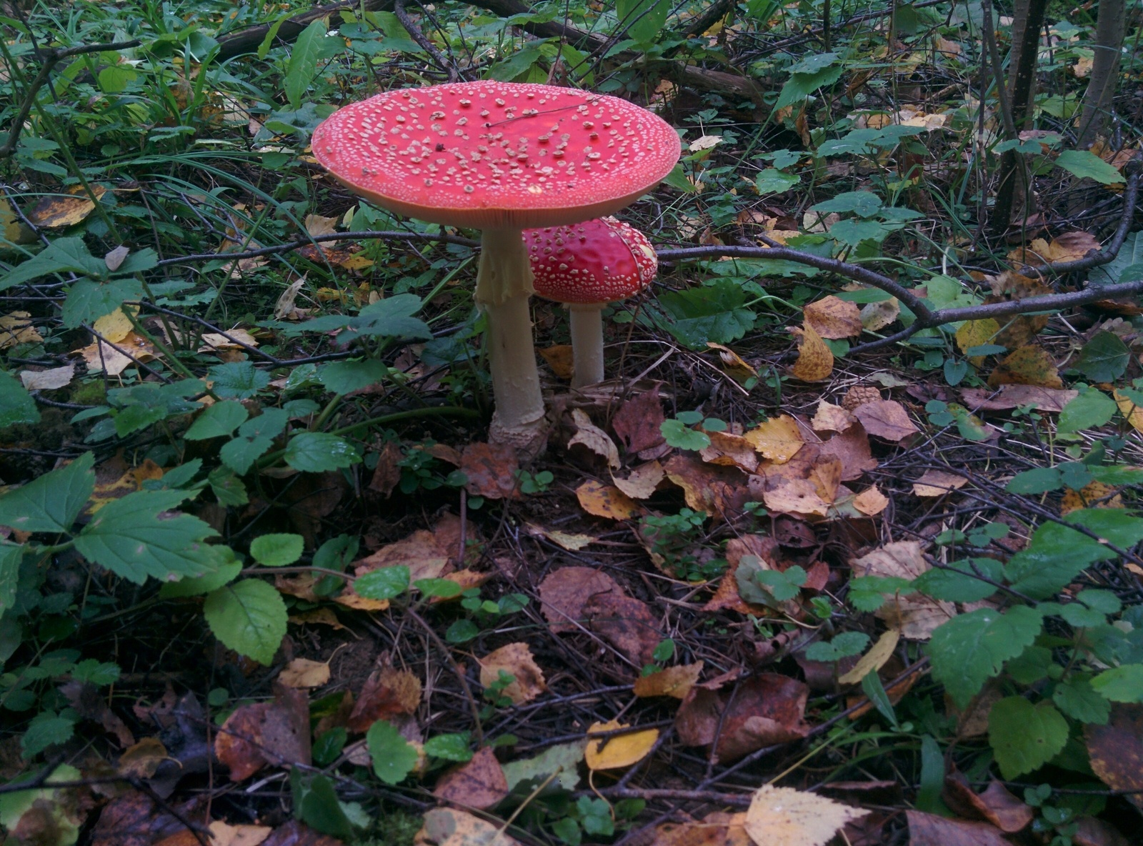 Fly agaric post... Seasonal. - My, Mushrooms, Autumn, Fly agaric, Forest, Russia, , Longpost