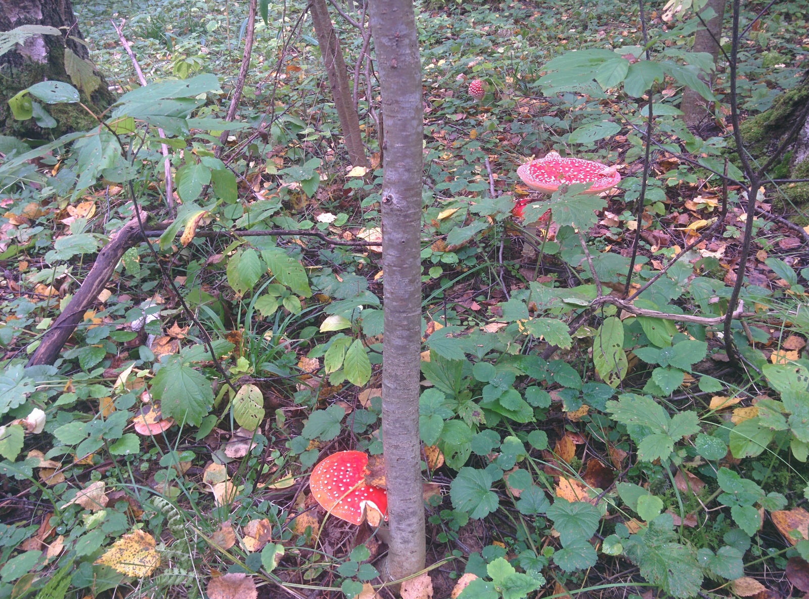 Fly agaric post... Seasonal. - My, Mushrooms, Autumn, Fly agaric, Forest, Russia, , Longpost