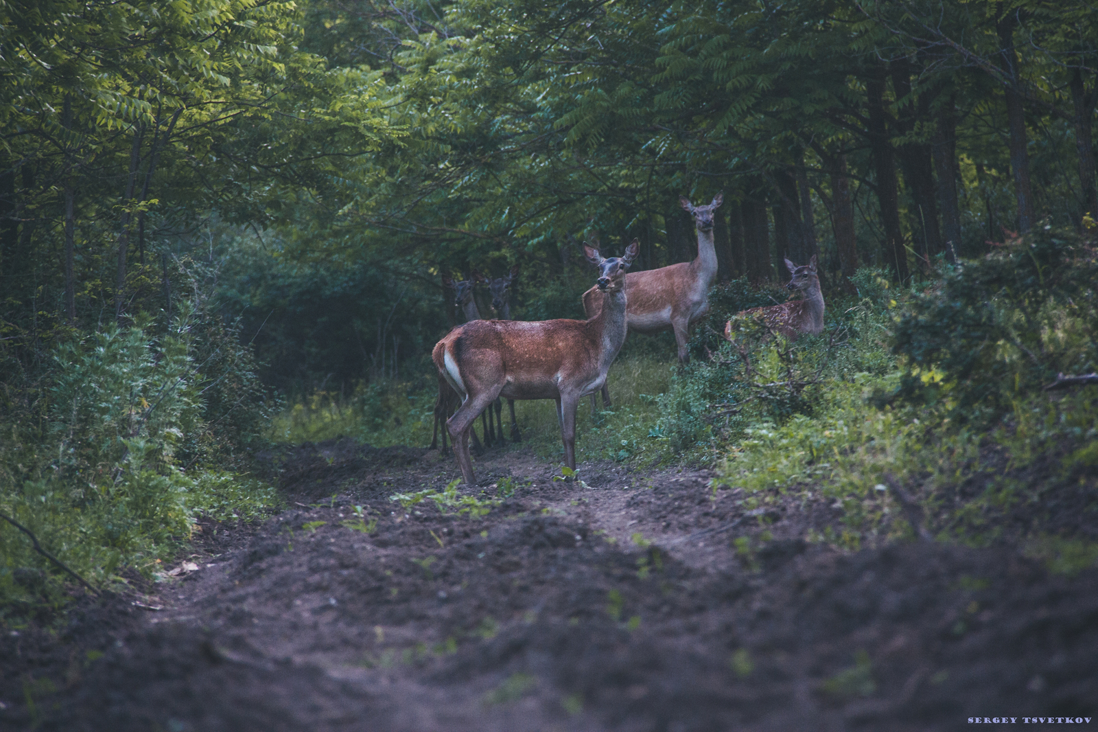 When not only bears are scary. - My, My, Photo, The photo, Russia, Animals, Forest, Story