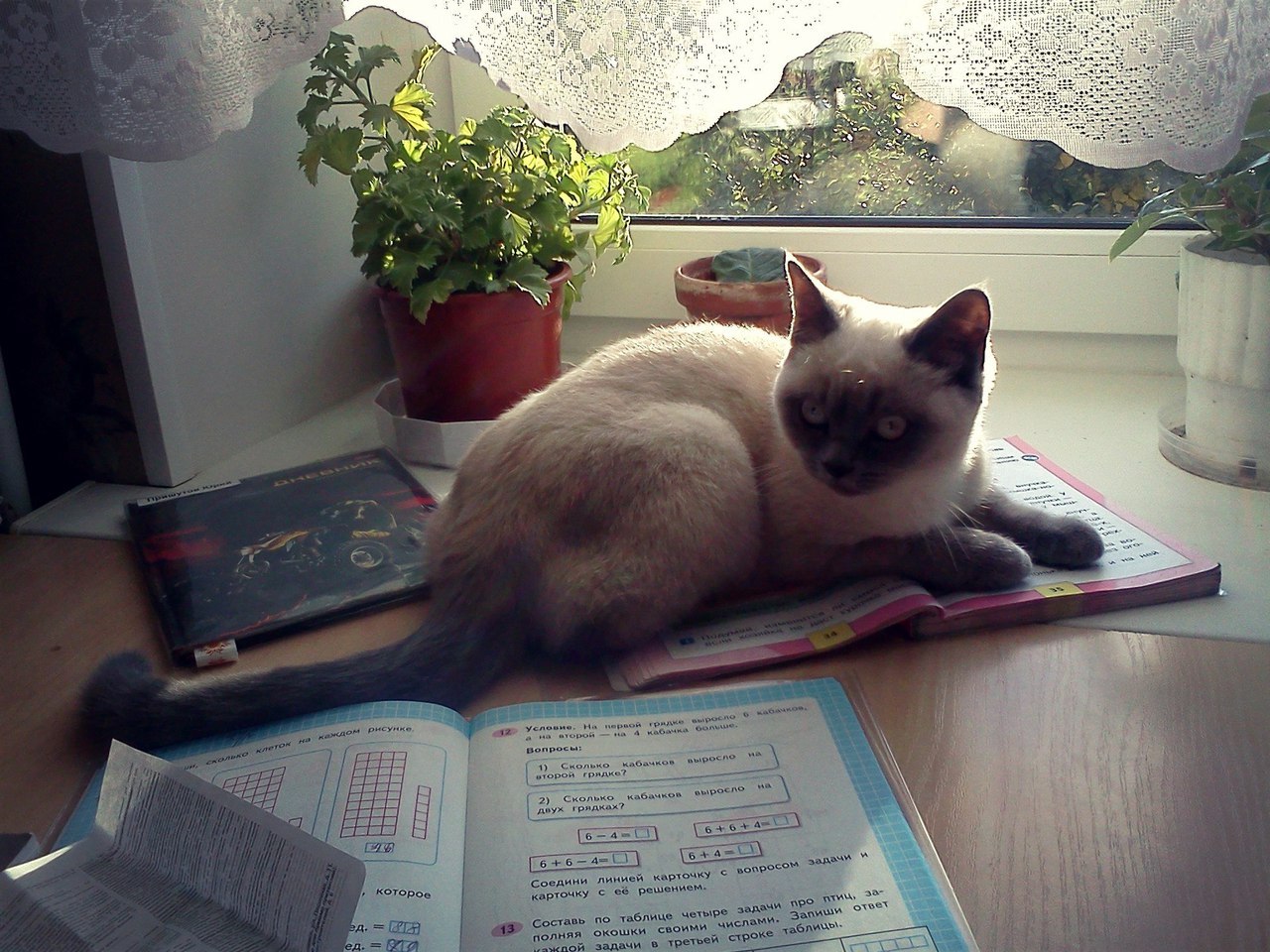 Tutor - My, cat, Photo