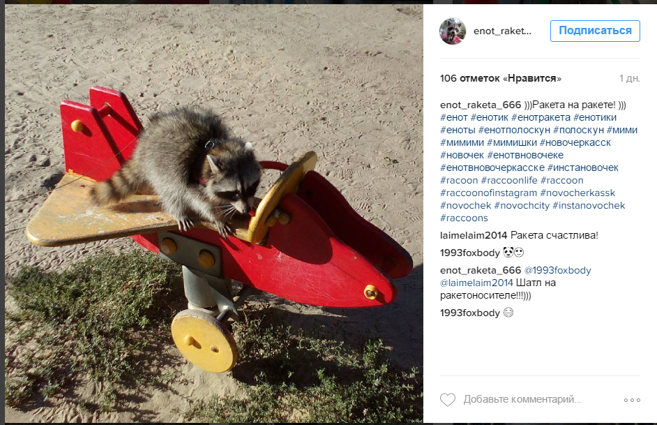 A raccoon from the Rostov region has become popular on the Internet - Raccoon, Rocket, Internet