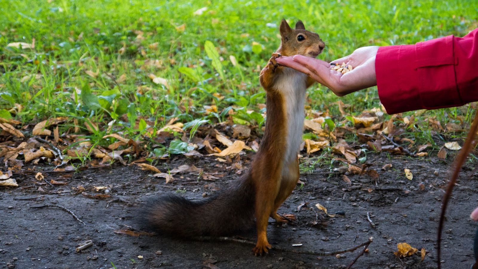 Who said squirrels don't dance? - My, Squirrel, Autumn, Funny, Friday