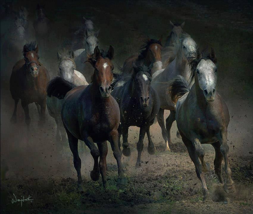 Herd - Herd, Horses, Painting