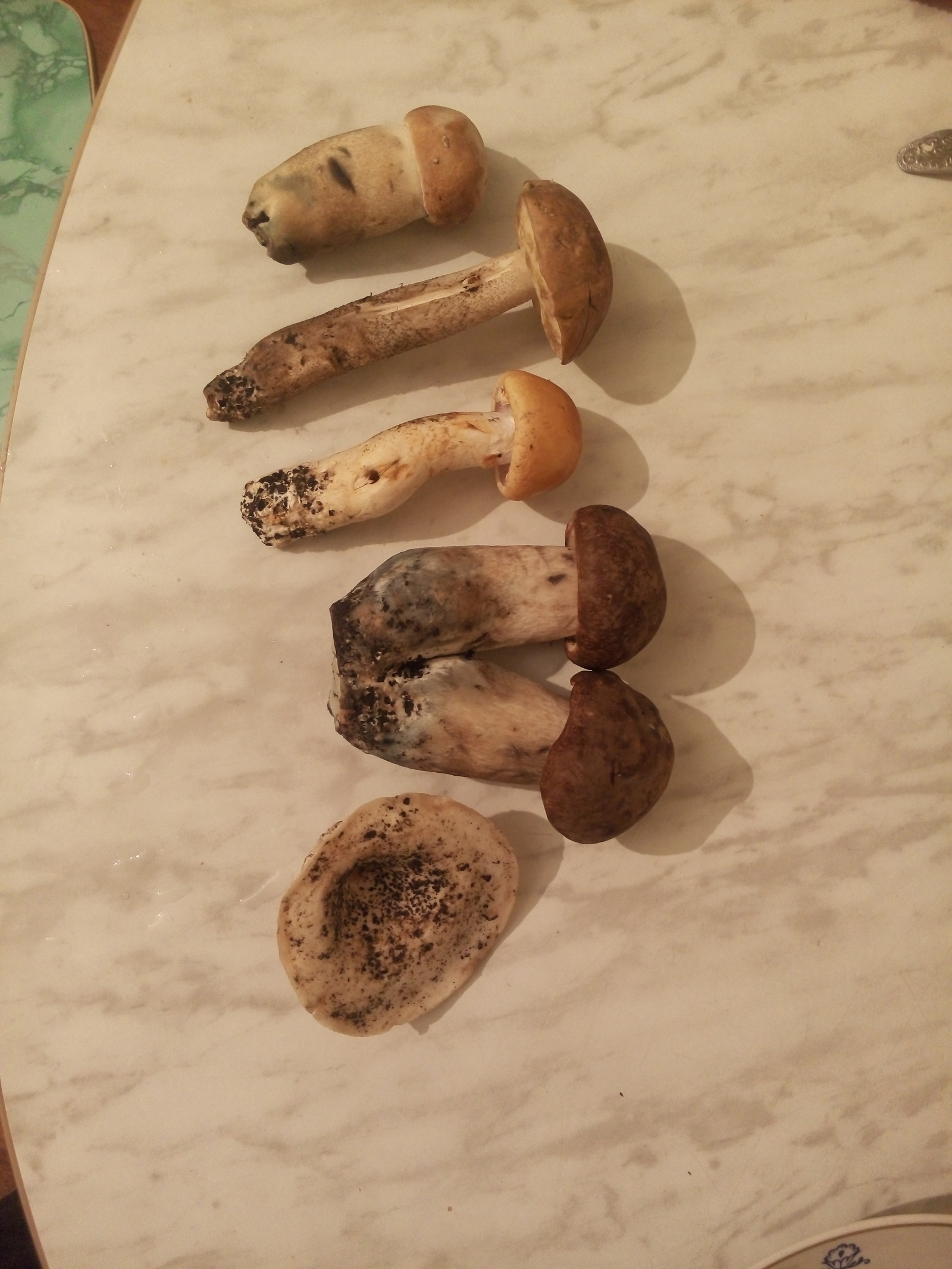 First Silent Hunt - Mushrooms, Russian roulette, Silent hunt, Longpost