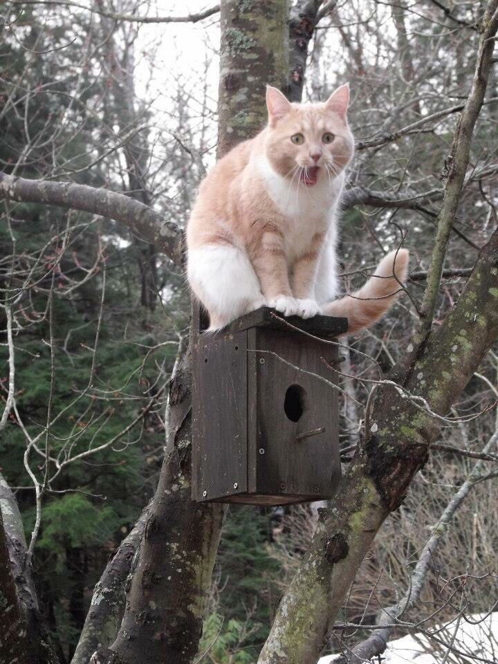 Waiting for the starlings - cat, Birdhouse