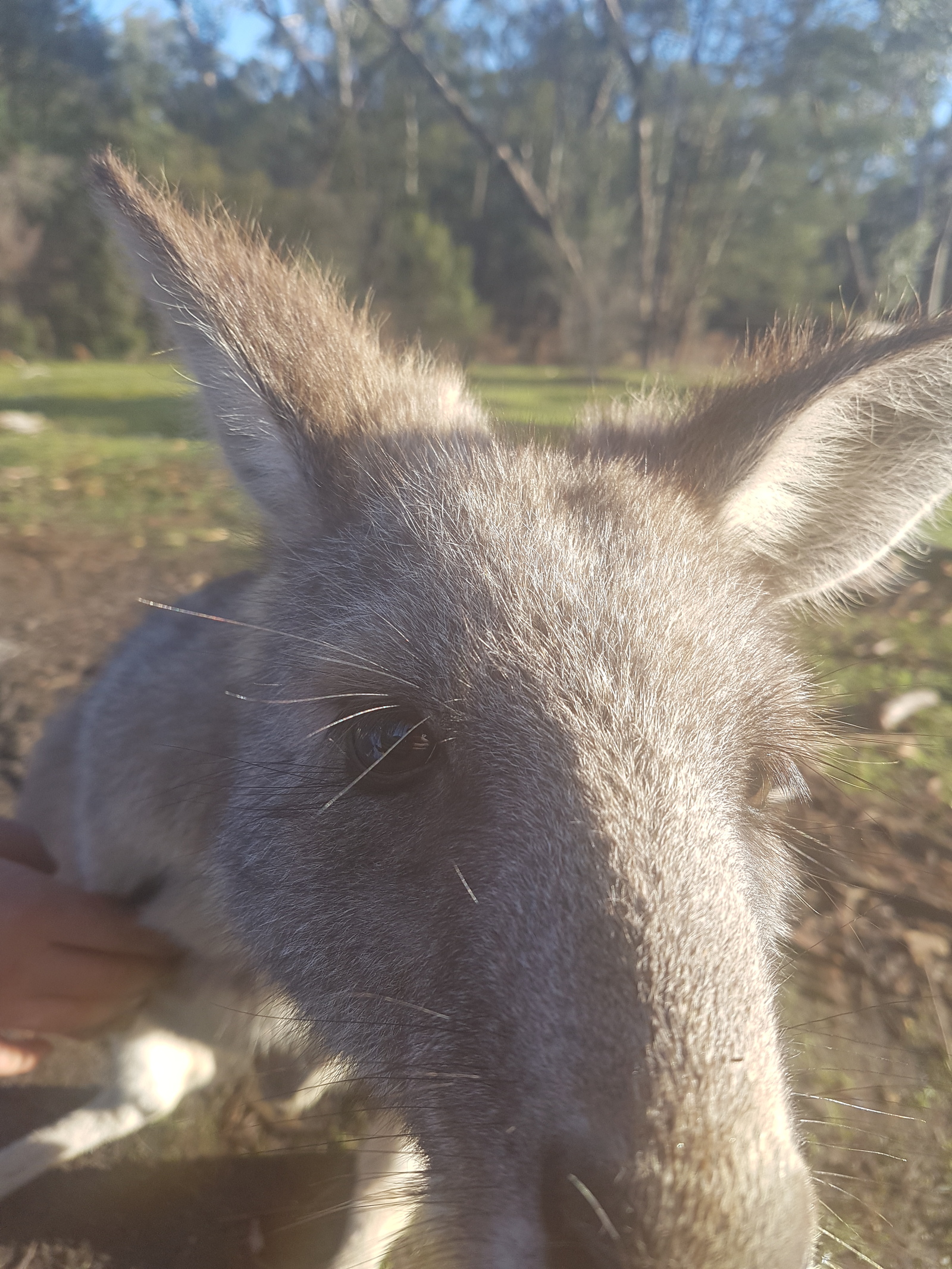 Here is proof that I live in Australia and learn Russian. - My, Proof, Australia, Russian language, Иностранцы, Kangaroo, Animals, Nature, Longpost