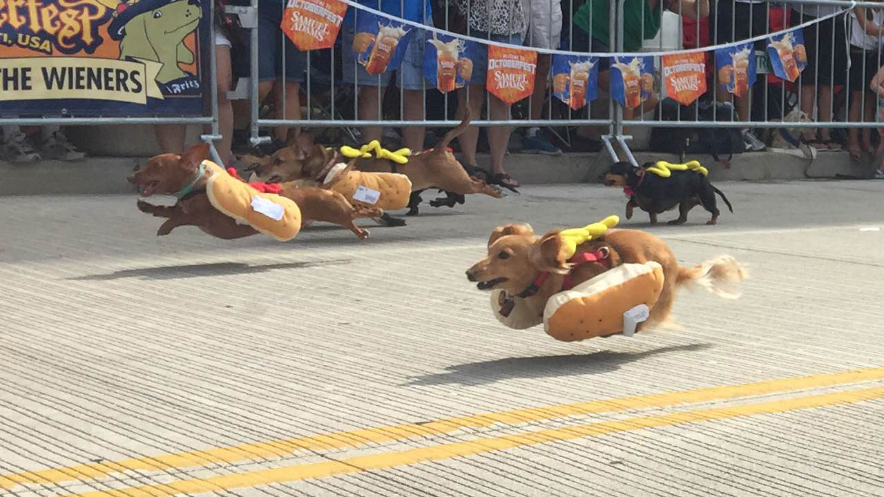 Running dachshunds dressed as hot dogs. - Hot Dog, Dog, Dachshund, Run