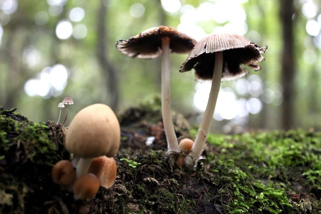 Some shots in the forest - My, Photo, Forest, Autumn, Mushrooms, Forest Park, Kuzminki, Longpost