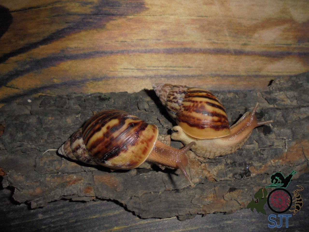 Heading Our animals. - My, Exotic animals, Zoo, Hobby, Heading, Snail, Longpost