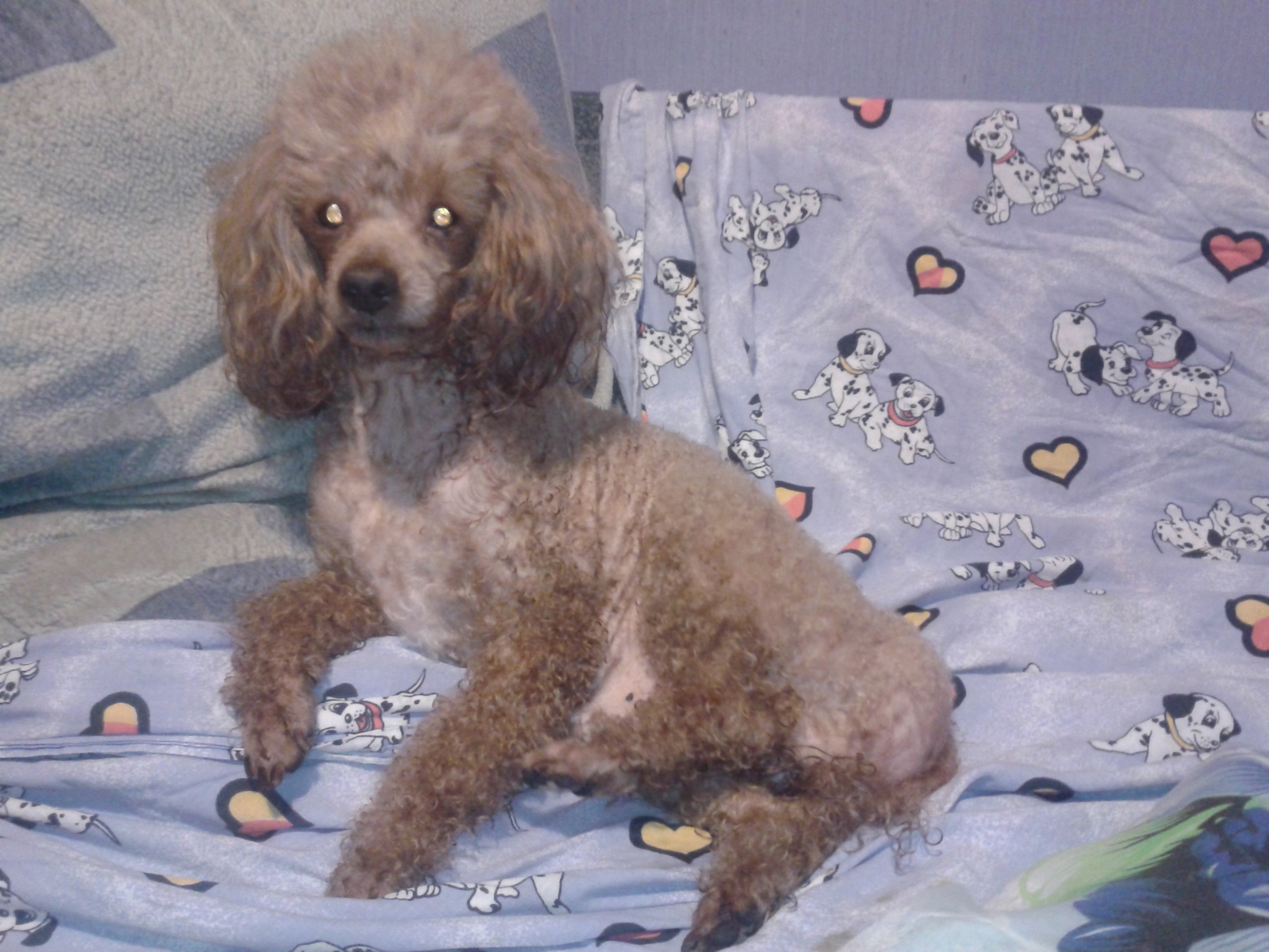 Twelve years old - My, Dog, Poodle, Friend, Brother, Happiness, Fear, Photo