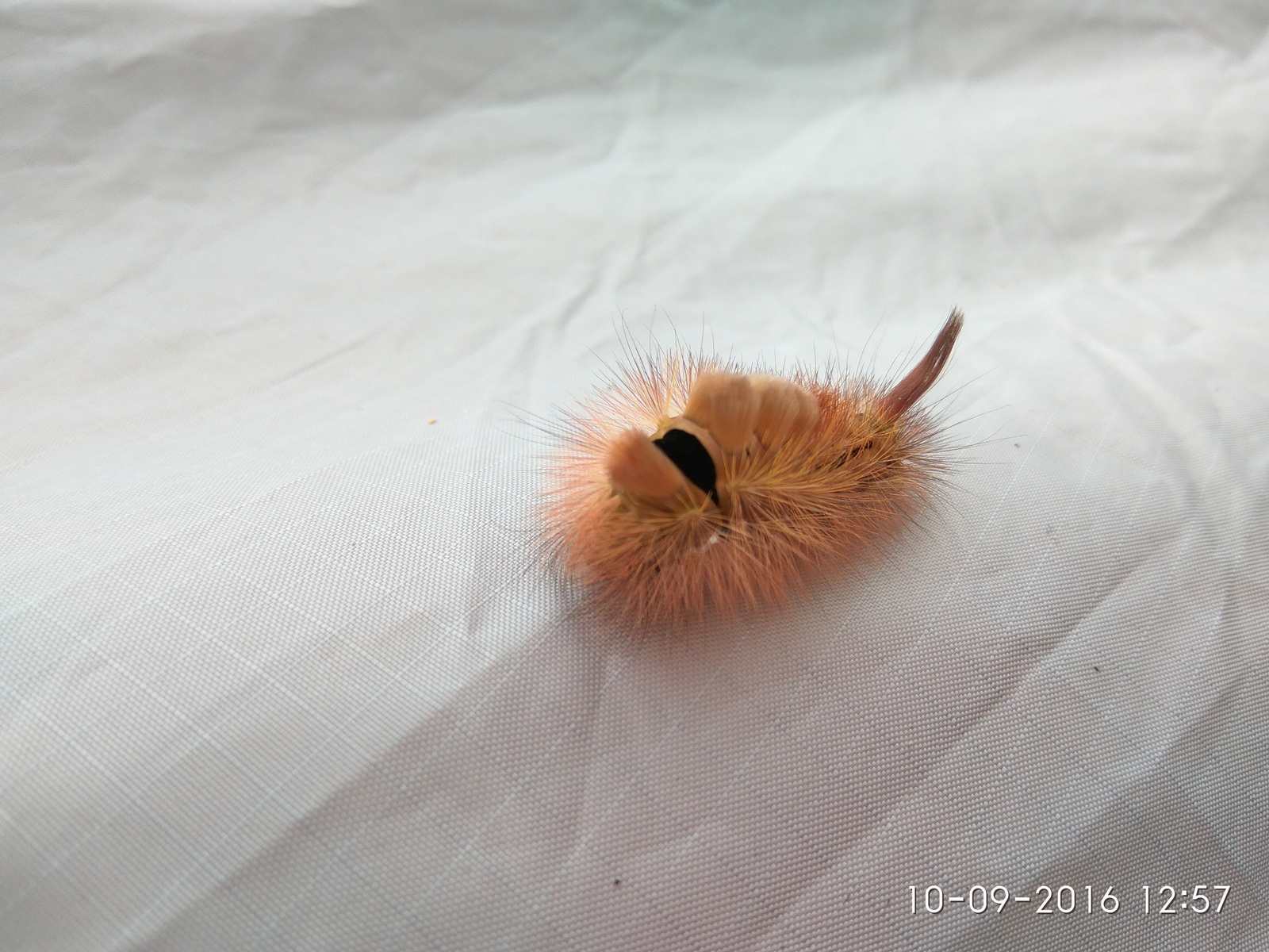 Little fluffy alien :) - My, Caterpillar, Fluffy, Aliens