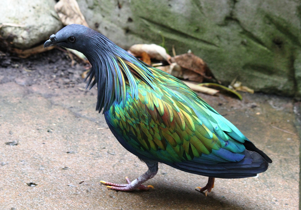 Nicobar pigeon looks like a pimp of all birds - Photo, Pigeon, Gangsta