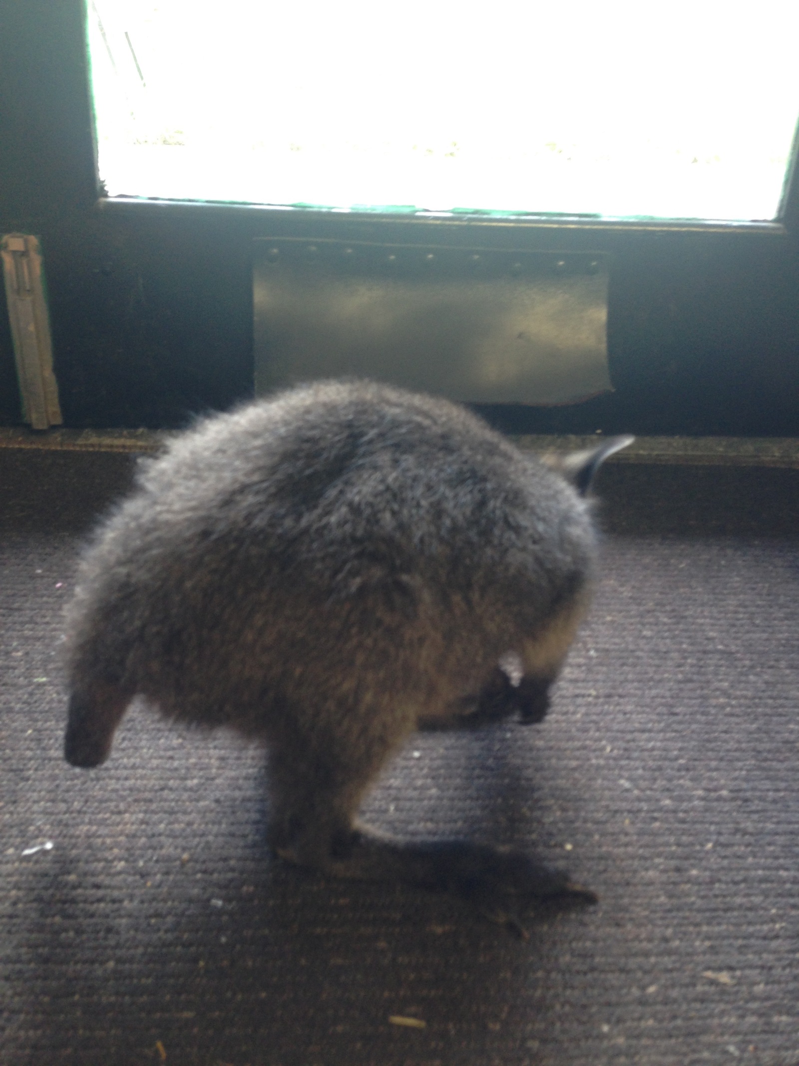 Baby wallaby (small kangaroo type) without a tail, we found in the store. - My, Kangaroo, Australia, Animals, Milota, Photo, Longpost