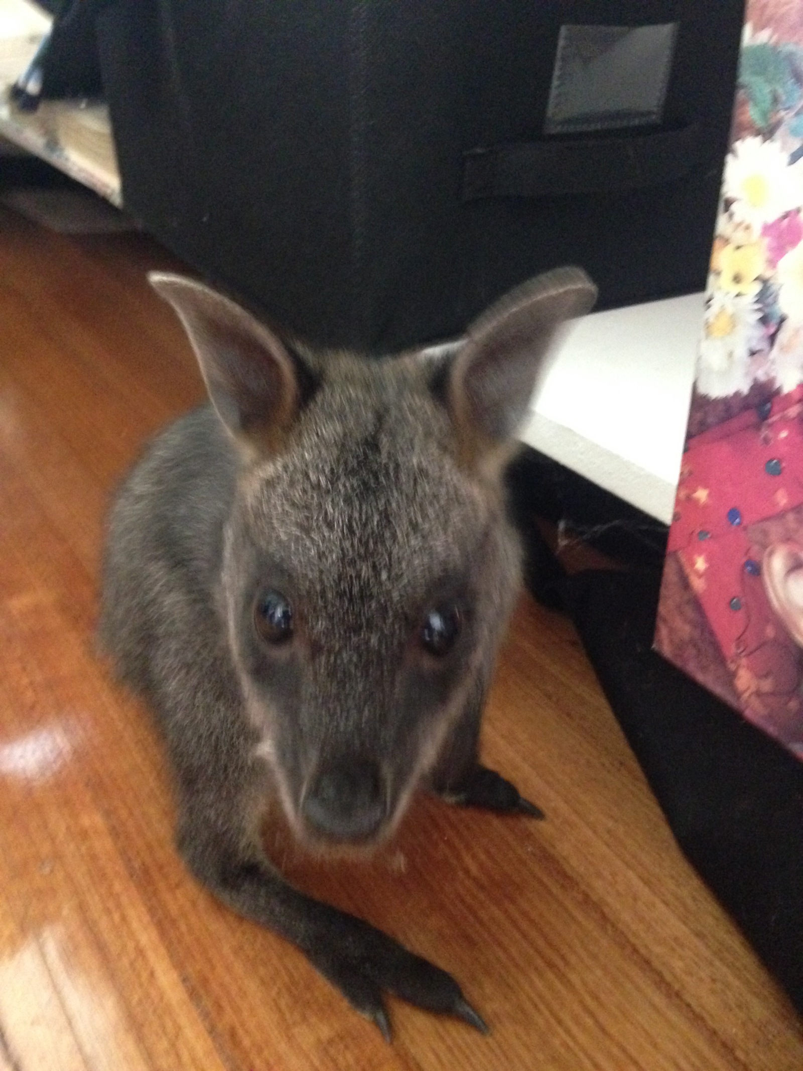 Baby wallaby (small kangaroo type) without a tail, we found in the store. - My, Kangaroo, Australia, Animals, Milota, Photo, Longpost