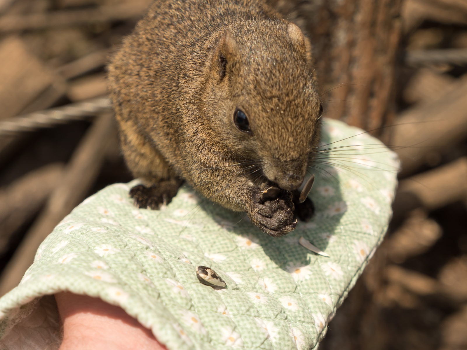 squirrel park - My, Japan, Squirrel, The park, Video, Longpost